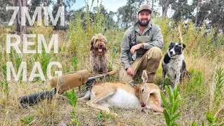 February Fallow Deer Hunting With 7MM REM MAG & Scouting For Sambar Stags