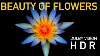 Beauty of Flowers | 8K HDR 60FPS Dolby Vision Demo