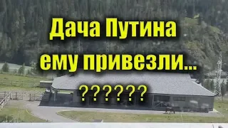 Дача Путина на Алтае - Путину привезли искуственные ели...