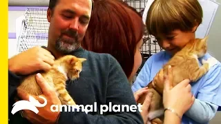 Are You Thinking Of Adopting A Kitten From A Shelter? | Cats 101