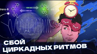 ЦИРКАДНЫЕ РИТМЫ - это что? Рассчитать свои циркадные ритмы  Что будет с Организмом при ИХ нарушении?