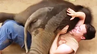 Забавные слонята / Funny elephants