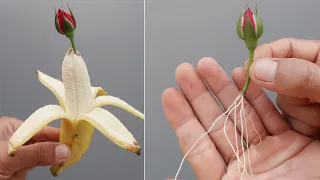 Revealing the secret of propagating rose plants with bananas