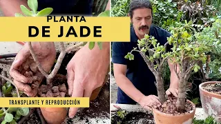 PLANTA o ÁRBOL de JADE​ 🌱​ Os enseñamos cómo podar, trasplantar y reproducirla ✂️​ Jardinatis ​​