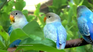 Peach-Faced Lovebird's Sounds - Three Blue/Light Blue Opaline