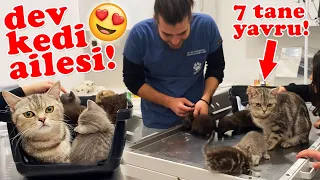 THE BIG FAMILY OF CATS! A Mommy with 7 Babies! 😍 #TheVet