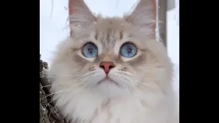 THE BEST FUNNY AND CUTE CAT VIDEOS OF THE WEEK 😸-  TRY Not To Laugh or Grin Challange !🤣 2021