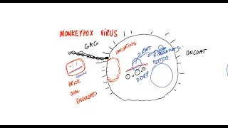 How Does Monkeypox Virus Work?