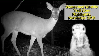 Michigan Trail Cam Highlights for November 2019