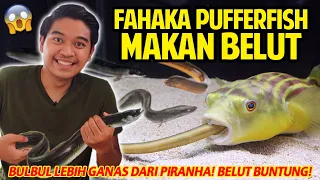 IKAN BUNTAL FAHAKA MAKAN BELUT!