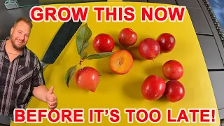 Grow This Delicious Fruit Tree NOW Before It's Too Late!