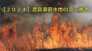 【2024】渡良瀬遊水地のヨシ焼き