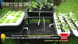 IMPORTANT THINGS NEEDED IN AN AQUAPONICS COMMERCIAL