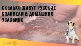 Сколько живут русские спаниели в домашних условиях