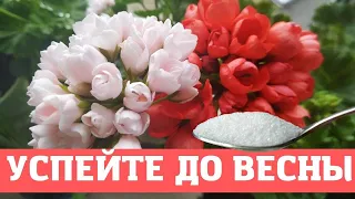 Срочно в Феврале Внесите это Удобрение для Герани