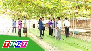 TP. Cao Lãnh: Ra mắt Điểm tham quan vườn nho | THDT