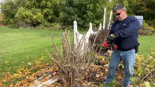 How to Trim a Huge Limelight Hydrangea