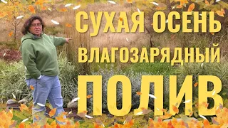 Сухая осень. Влагозарядный полив.