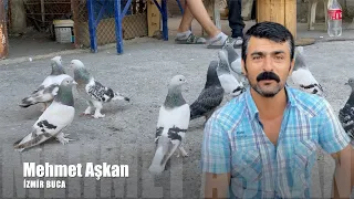 Taklacı Güvercin Sohbeti Mehmet Aşkan (Sivaslı)