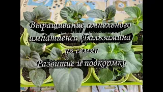 Выращивание ампельного импатиенса (Бальзамина) из семян. Развитие и подкормки.