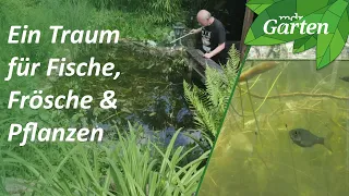 Traumgarten mit Fröschen und Fischen: Im Gartenteich die Natur betrachten | MDR Garten