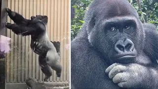 Gorilla⭐️Gentaro climbs the wall to escape from his angry father who chases him.【Momotaro family】