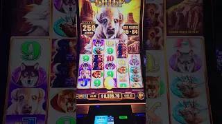 Buffalo Chief,  Massive Handpay over 1,000x bet, Maxed out extra Buffalo and over 90 free spins