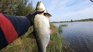 ЭТО ЖЕСТЬ! СКОЛЬКО ЗДЕСЬ ЖЕРЕХА!!! ЭЛЬДОРАДО! Жерехи берут на каждом забросе! РЫБАЛКА МЕЧТЫ!!!