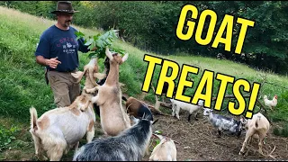 What do goats eat? Are goats Grazers or Browsers/foragers? Will goats eat anything?