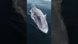 BOGGEST SEA WHALE CAPTURED ON DEEP SEA