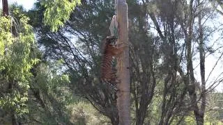 Sumatran tiger pole climb