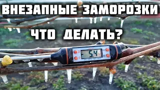 Возвратные заморозки побили виноград ❄️ Что делать?