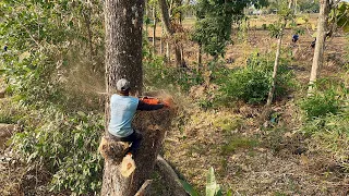 very difficult and dangerous!! Trembesi tree felling at the river, Stihl ms 881.