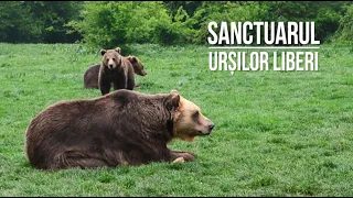 Sanctuarul urșilor liberi