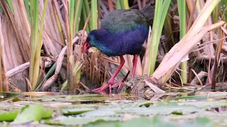 Stanford Village Birding.  William Appel Dam