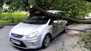 A tree fell on a car На авто упало дерево 一棵樹掉在車上 木が車に落ちた 나무가 차에 쓰러졌다 एक पेड़ एक कार पर ziminvideo