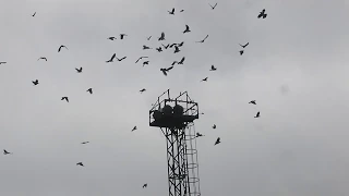 Crow hunting. Кроухантинг. Смешные котики-охотнички.