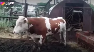 Корова танцует