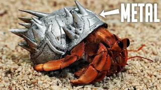 I made hermit crabs armor then released them!