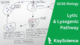 Lytic & Lysogenic Pathway of Viruses - GCSE Biology | kayscience.com