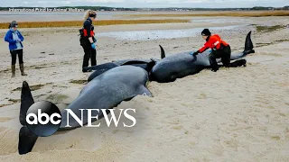Rescue efforts paused for several pilot whales stranded on beach