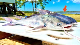 Can you eat SALTWATER CATFISH? [Catch, Clean, Cook]