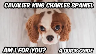 A Fun Guide To Cavalier King Charles Spaniels #dog #cavaliers #doglover