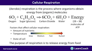 NCEA Biology L2 Cells: Cellular Respiration