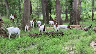 Stories in the Pasture