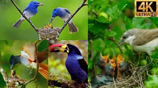 Beautiful The Largest Birds of The World - Birds of Rainforest -Nature Film