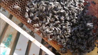 První prohlídky včel v březnu 2020. Co dělat ve včelách v březnu?