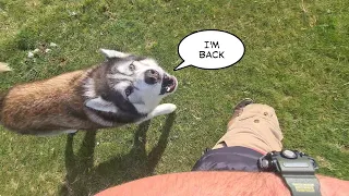 Husky's voice returns after visiting the vets