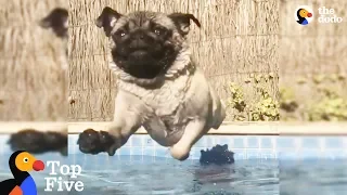 Pug LOVES To Swim + Other Pets Who Love Splashing Around | The Dodo Top 5