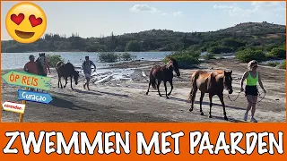 Met geredde paarden zwemmen op Curaçao! | PaardenpraatTV